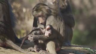 Hamadryas Baboon Troop Already Captivating Zoo Visitors [upl. by Epoh159]