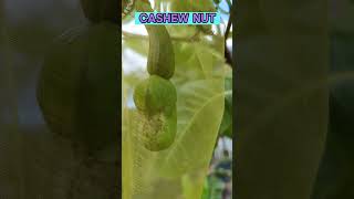 Yellow CASHEW tree has just ONE NUT It needs cross pollination to set the crop cashew cashewnuts [upl. by Anawed]