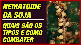 NEMATOIDE DA SOJA QUAIS SÃO OS TIPOS E COMO COMBATER [upl. by Maud825]