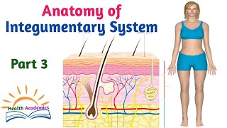 Anatomy of Integumentary System Helpful Video with Amharic Speech Part 3 [upl. by Hiasi123]