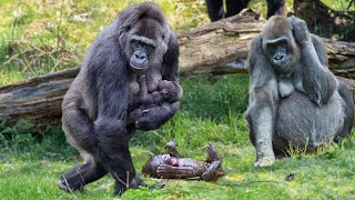 How Mountain Gorilla Giving Birth In The Zoo [upl. by Cai]