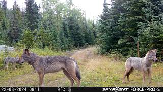 Montage vidéo meute de loup [upl. by Guevara]