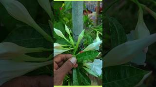 mandevilla plant  plantinfo [upl. by Gerlac]