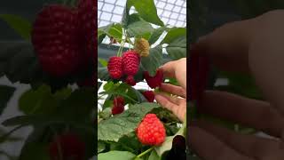 Picking Rasspberry is fun satisfying farming harvest raspberry gardening viralvideo shots [upl. by Autumn]