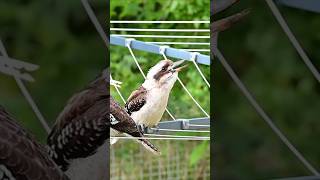 Kookaburra The Bird That Laughs at danger [upl. by Jacobine672]