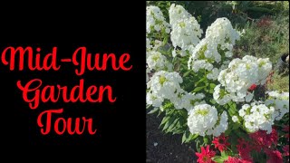 MidJune Garden Tour What plants can handle this heat [upl. by Cristabel]