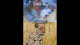 Gray wolf vs Leopard 1v1 mammals wolf leopard edit fyp shorts animals bigcats vs 1v1 [upl. by Garson]