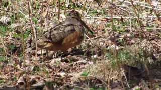 Woodcock and chicks [upl. by Oigufer219]