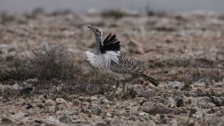 Houbara Bustard Display [upl. by Sidran656]