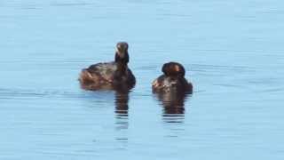 BlackNecked Grebe  Podiceps nigricollis  Черношейная поганка [upl. by Halimeda]