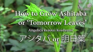 How to Grow Ashitaba Plant  A superfood used in Stir fries and as a Herb  AKA Tomorrow Leaves [upl. by Neva151]