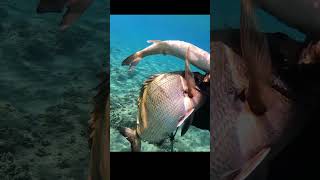 Todays spearfishing shots💥💥fishing pesca spearfishing shots mediterranean [upl. by Martsen]