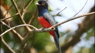 Surucuá Aurora o Trogon Curucui Cantando Sonido para Llamar El Mejor [upl. by Feodor492]