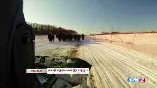 Wood Bison held in a village returns to Alaskan wilds [upl. by Thorstein]