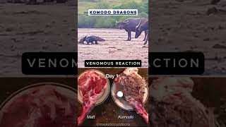 The Deadly Secrets of Komodo Dragons Revealed 🐉 nature wildlife animals [upl. by Eanar]