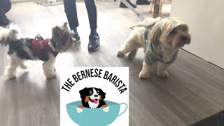 Maltese  mixes Breed day at The Bernese Barista dog cafe Markham May 25th 2024 [upl. by Shyamal]