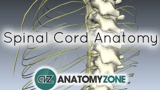 Spinal Cord  External Anatomy  3D Anatomy Tutorial [upl. by Tsirc]