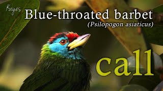 blue throated barbet Psilopogon asiaticus CALL  SOUND  BFREEDING SONG bird of south east asia [upl. by Riplex]