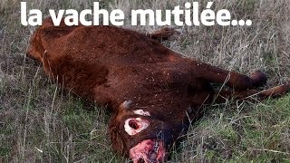 la vache mutilée  the unexplained files [upl. by Ahtekahs989]