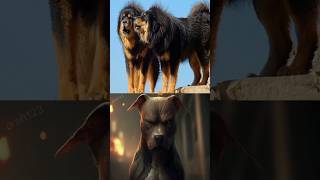 TIBETAN MASTIFF VS PITBULL DOG [upl. by Hale]