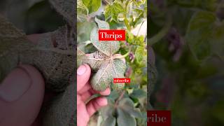 Thrips attack on cotton  Control of Thrips disease thrips shorts [upl. by Dick]