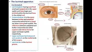 The Lacrimal System  Dr Ahmed Farid [upl. by Eussoj96]