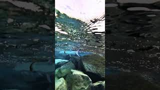 Needlefish in Entanglement Snorkeling Peanut Island Lake Worth Lagoon Riviera Beach Florida [upl. by Badr169]