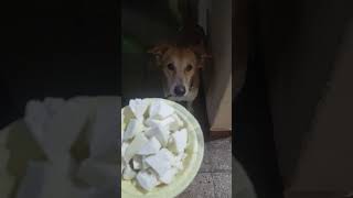 Noddy ka Breakfast subscribe viralvideo noddykiharkatein indianbreed love [upl. by Zetnauq]