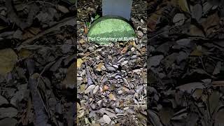 Pet Cemetery at Ruthin Castle history cemetery woods walkthrough petcemetery [upl. by Artied692]