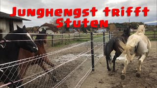 Junghengst trifft auf unsere Stuten 🐴  Dandylearns [upl. by Maighdlin]