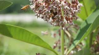 Seed Harvest 2020 Combining common milkweed [upl. by Rednaeel853]