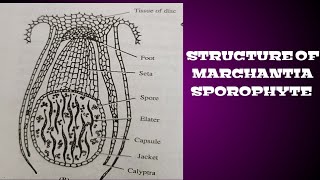 Structure of Marchantia sporophyte  Tutorial by Dr Charulata [upl. by Cynde107]