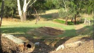 Huge Kangaroo Jumping Fence [upl. by Yanat480]