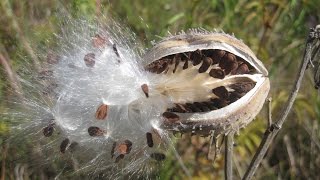 Seed dispersal  The great escape [upl. by Ialokin]