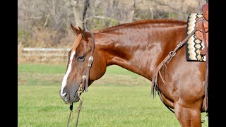 “Pickaboo” Hip  393 Billings Livestock Horse Sale 22424 [upl. by Tanny604]