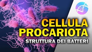 La Cellula Procariota  Struttura e funzioni dei Batteri 🦠 [upl. by Aidiruy]