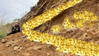 The Surprising Truth About Finding Huge Nuggets of Gold Nobody Tells You [upl. by Pelagia]