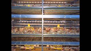 FIT Broiler Cage System [upl. by Nanyk]