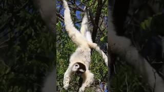 Wild Verreauxs sifaka in Berenty Reserve Madagascar [upl. by Kushner]