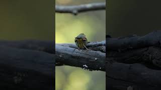 Red Billed Leiothrix birding 5dmarkiv sigma150600 [upl. by Magdalen]