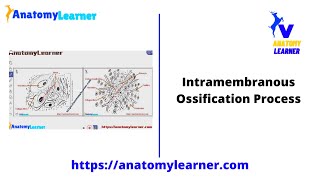 Intramembranous ossification process summary with diagram [upl. by Aivan]