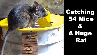 We Caught A Huge Rat amp 54 Mice New Never Seen Before Footage Flip amp Slide Part 2 Mousetrap Monday [upl. by Ace]