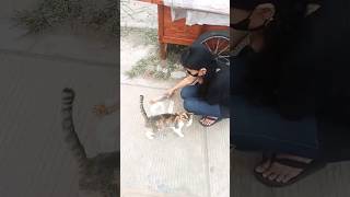 Feeding a sweet Tortie cat by the street 🍲🐈😋 shorts catsvideo catlover catshorts tortiecat cat [upl. by Carpet]