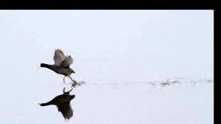 american coot running on water slow motion [upl. by Emilio]