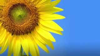 Creating Food Products with NonGMO Sunflower Oil – USA [upl. by Waylin]