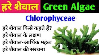 हरे शैवाल Green Algae  chlorophyta  chlorophyceae  characteristics amp importance of green algae [upl. by Karissa260]