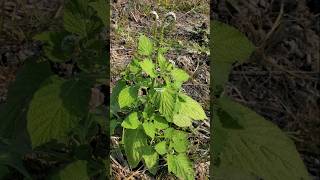 SANGKETAN ‼️ Heliotropium indicum sangketan buntuttikus Heliotropiumindicum Basilicum [upl. by Izogn]