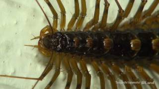 高解像度 超巨大ゲジ Highdefinition Huge House Centipede [upl. by Stacee]