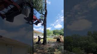 Behind the Scenes of a Precision Tree Feller Felling a Pine Tree treefelling arborist [upl. by Bekah]