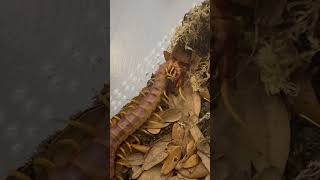 Scolopendra galapagoensis ‘Orange’ cleaning himself [upl. by Oner98]